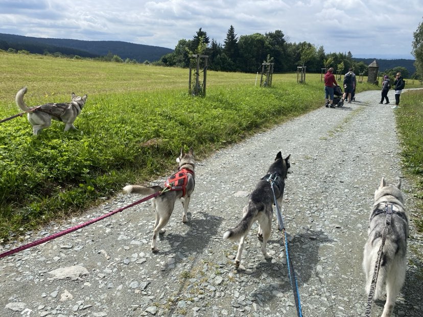Husky na výletě - deštná v orl. horách